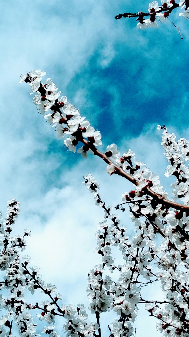 Welcome Spring