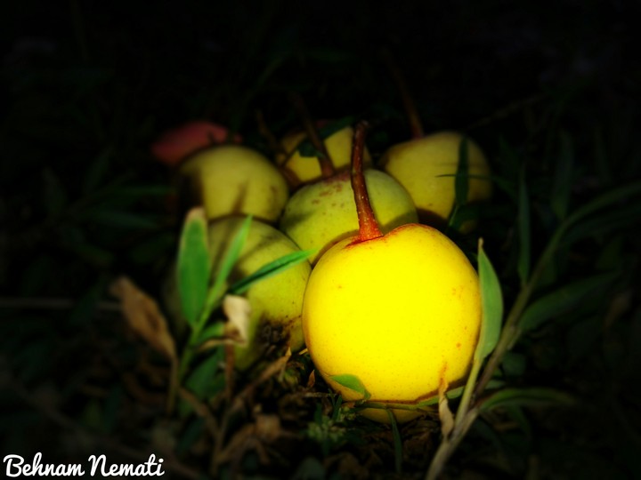 Fruits