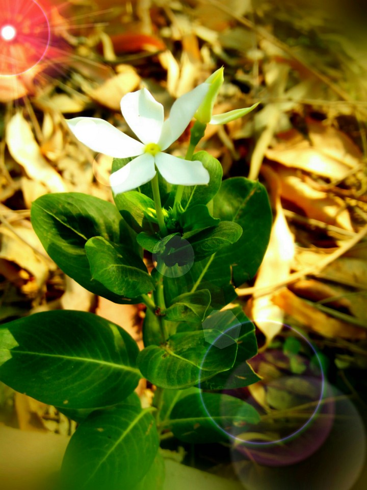 lonely