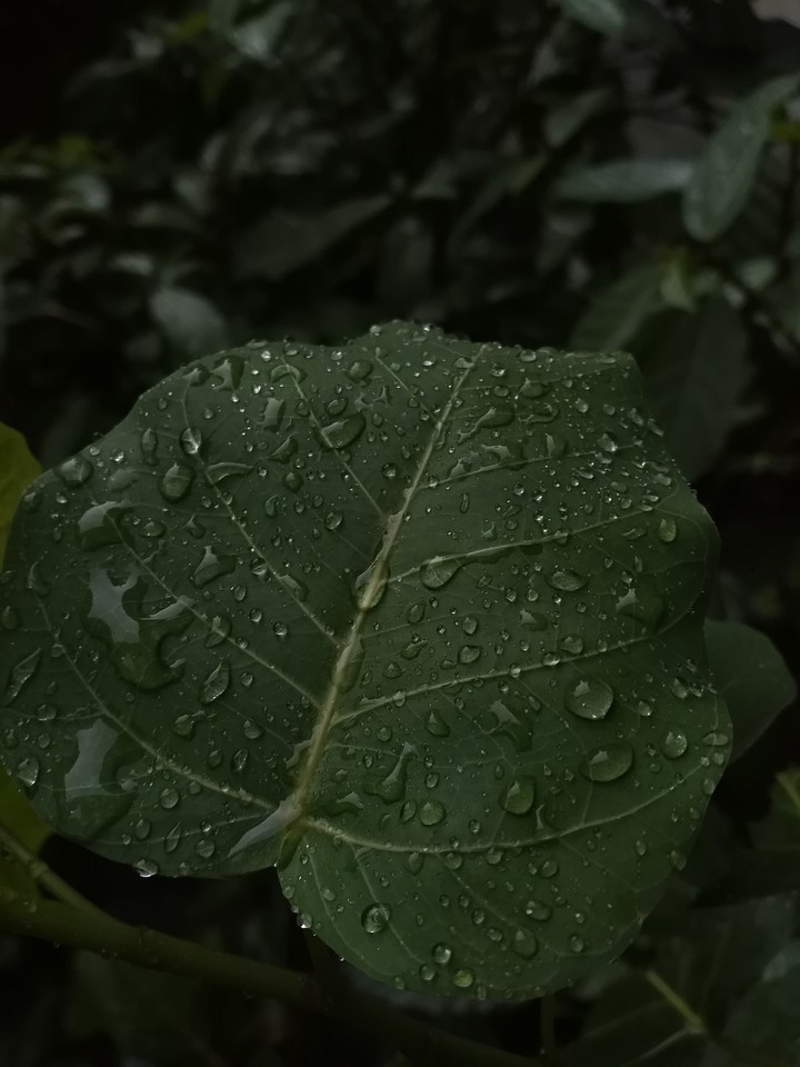 Rain
