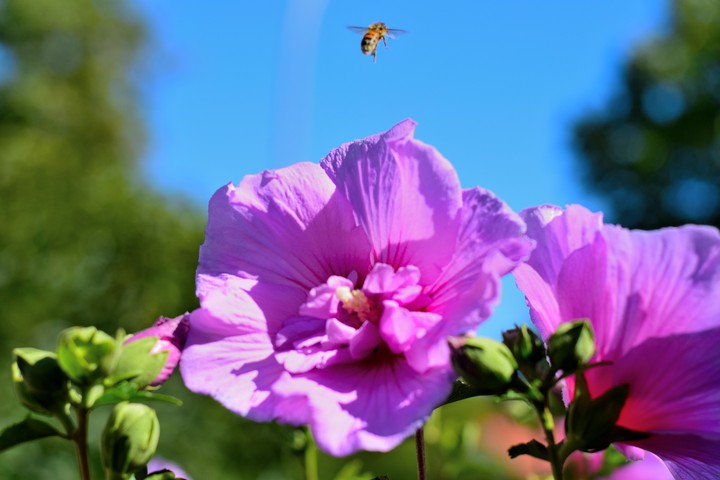 Flower and bee