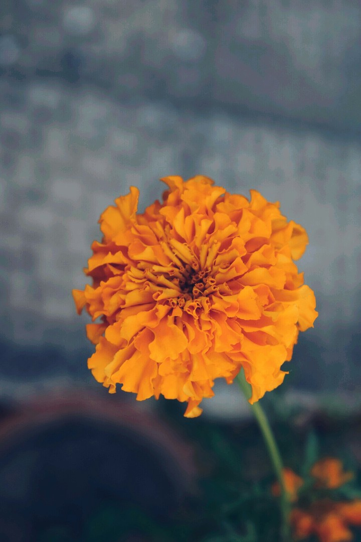 orange blossom