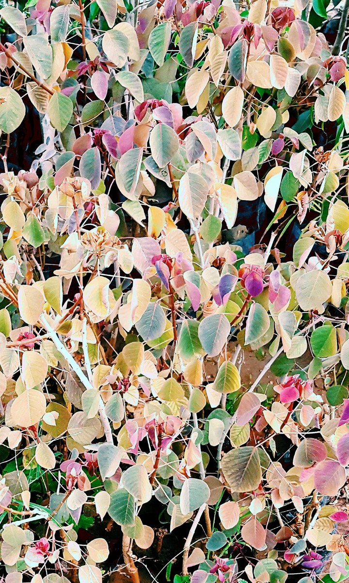 leaves