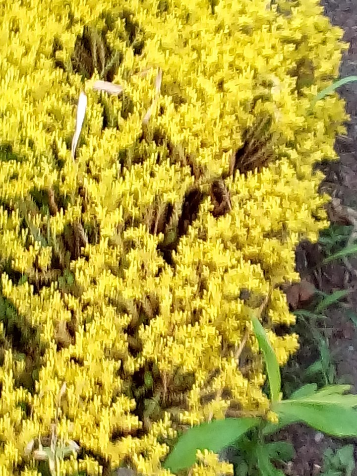 mimose