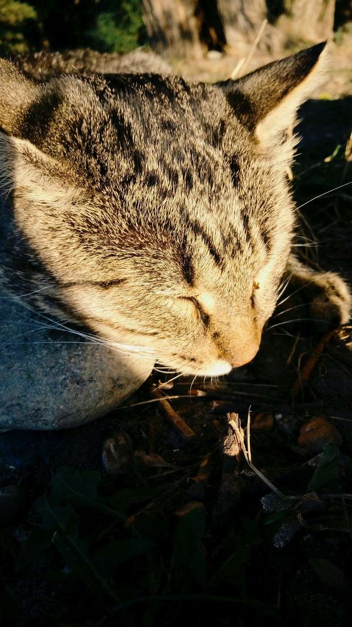 sunny cat
