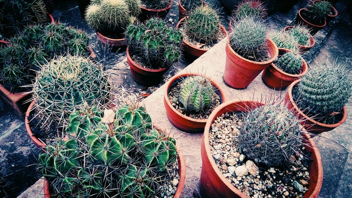 cactus garden