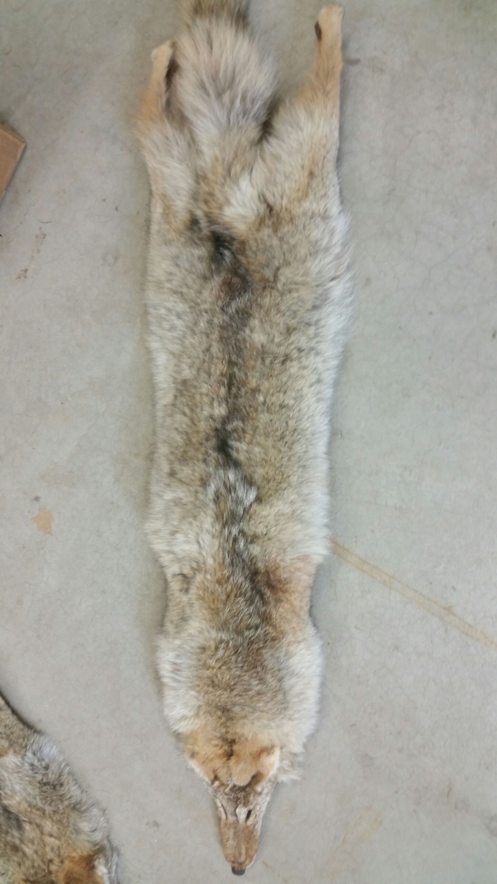 my best 2017 coyote