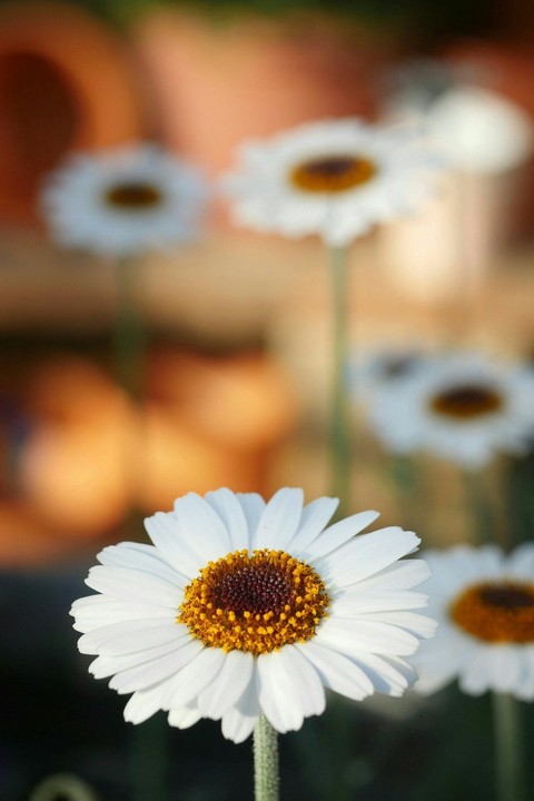 Daisy