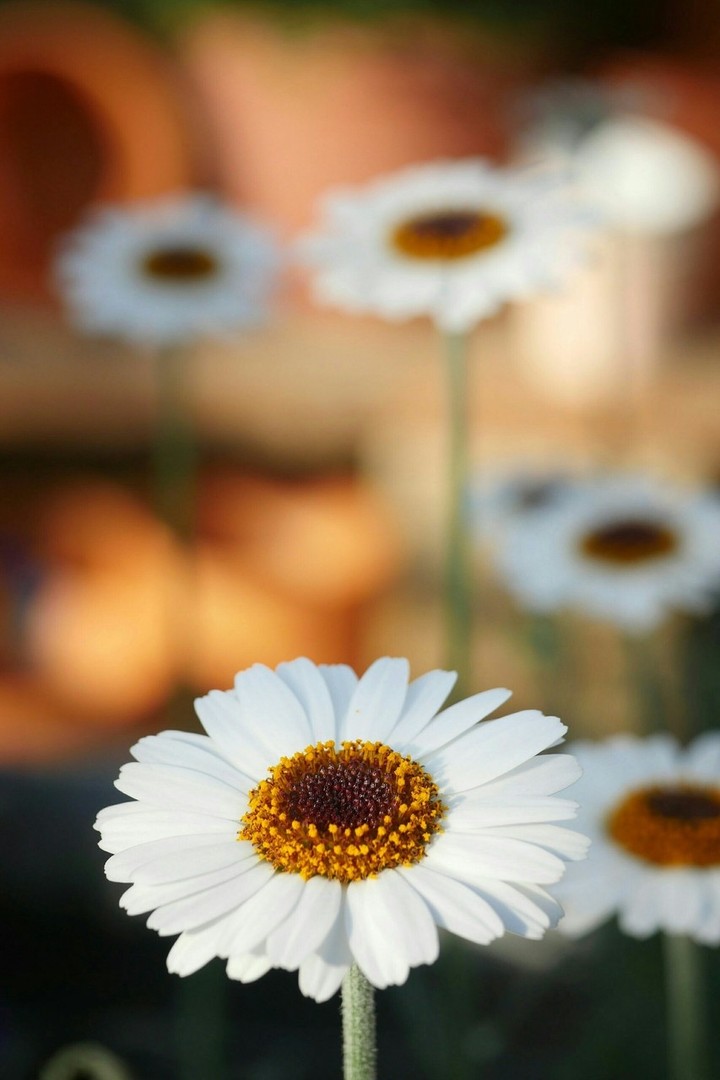 Daisy