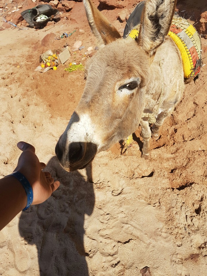 beach donkey