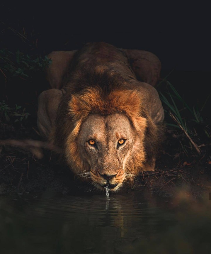 Lion.. Masai Mara