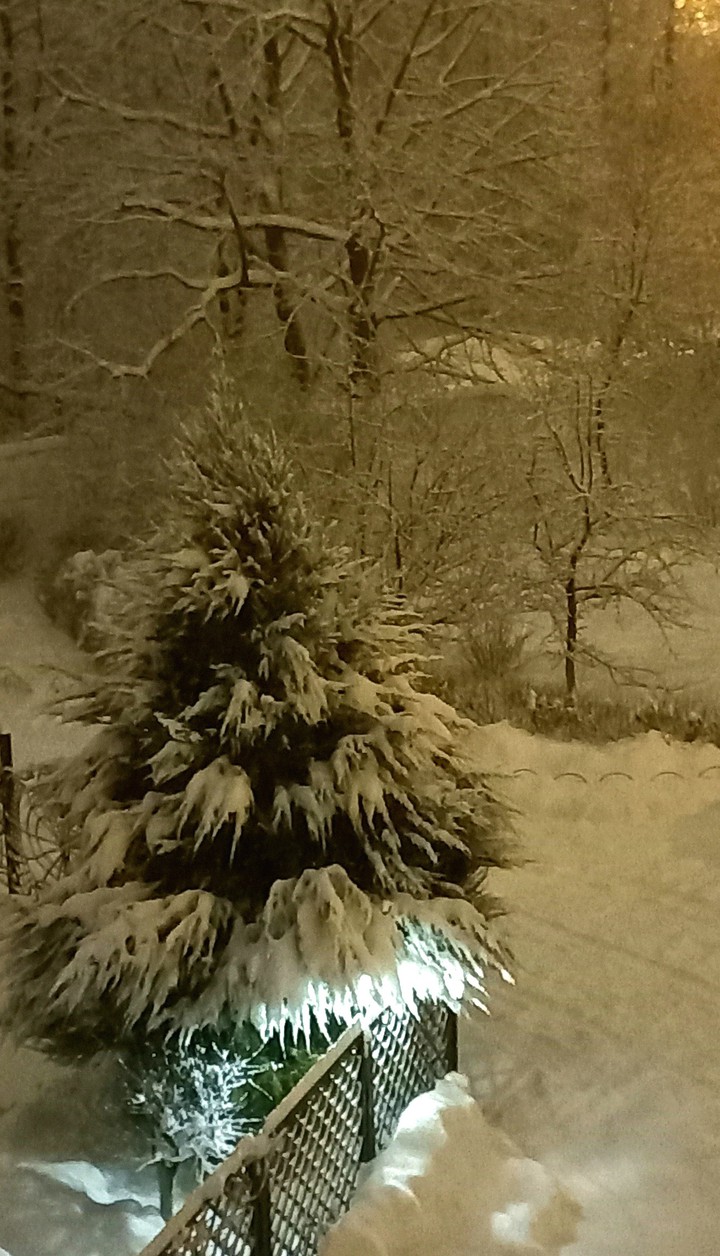 Snow tree