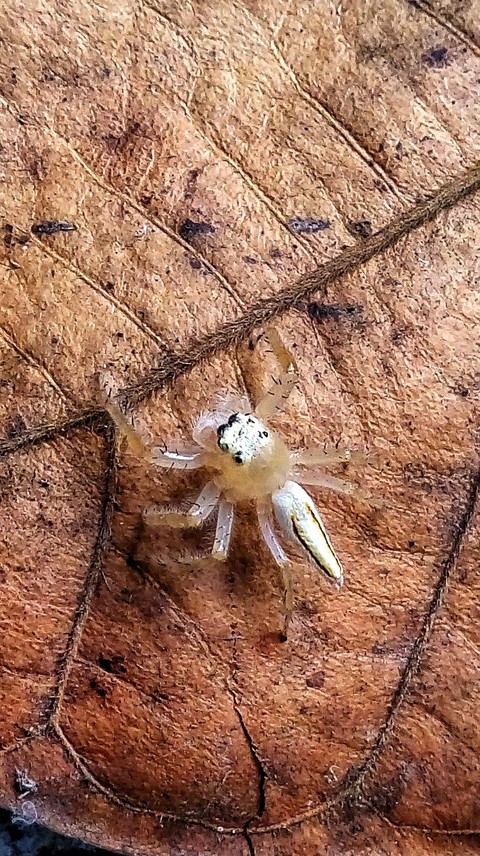 Micro World (Spider)