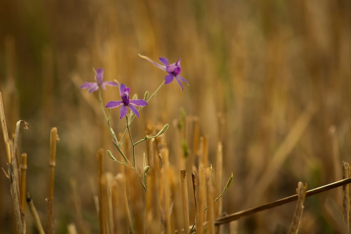 Wild flower
