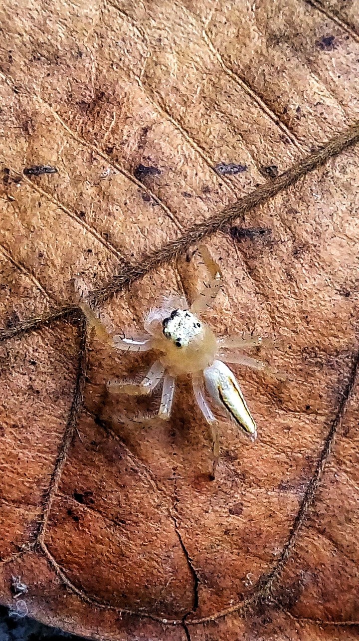 Micro World (Spider)