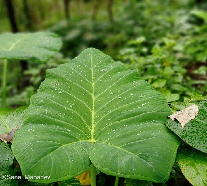 love nature @ Kerala