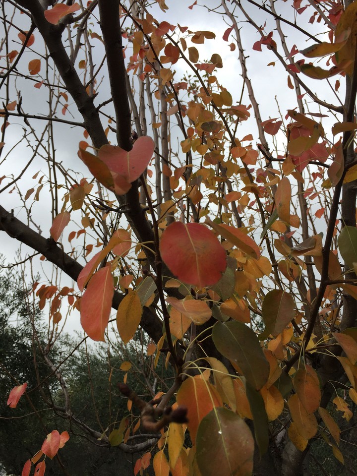 autumn