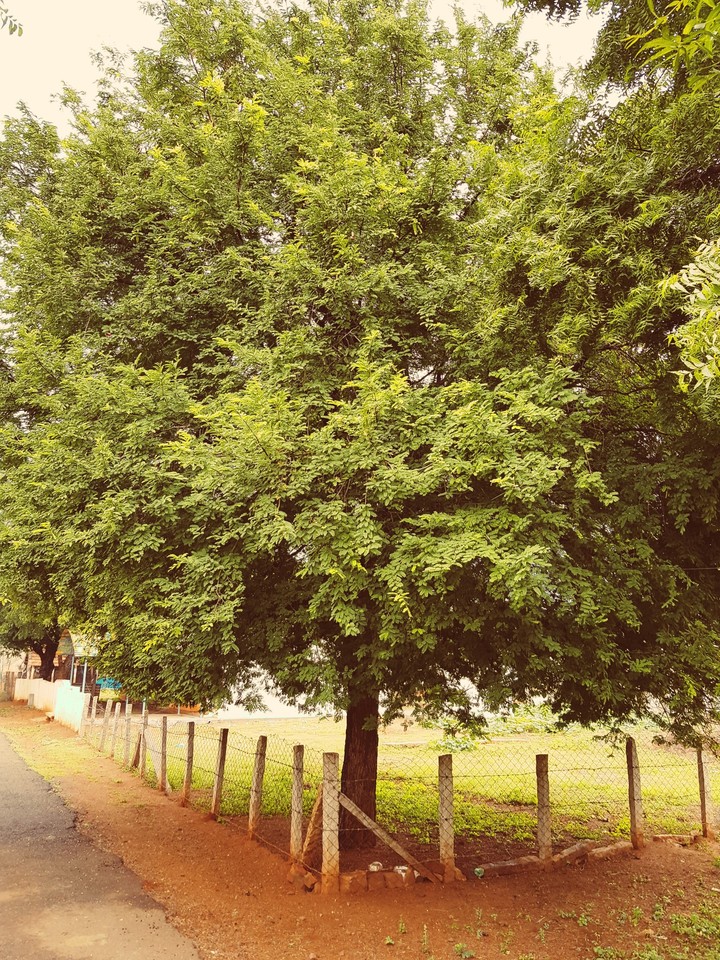 tree