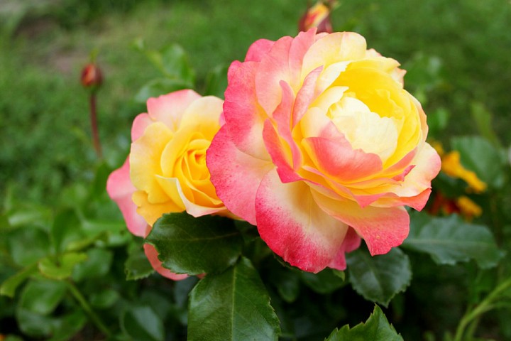 garden roses