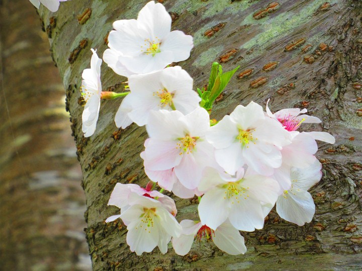 桜 [cherry blossom]