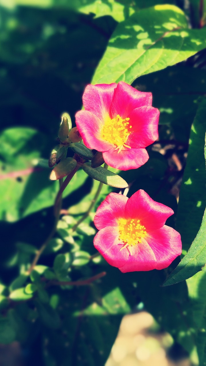 pink beauty
