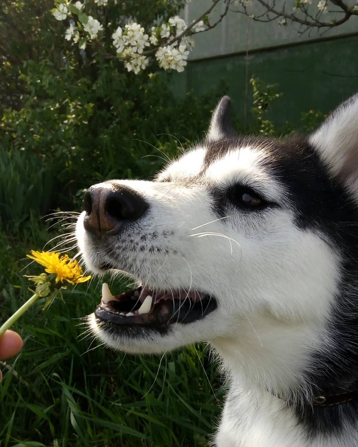 Husky