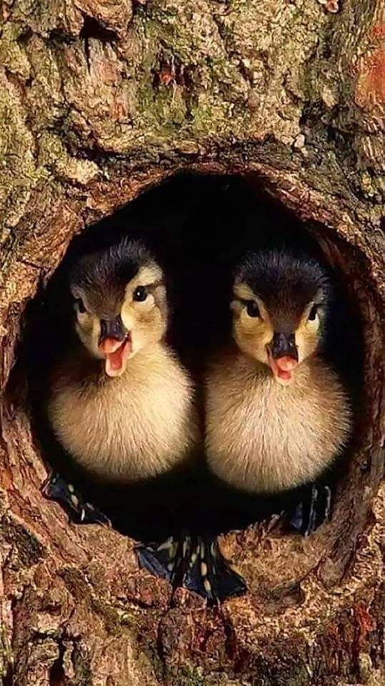 Pato ?