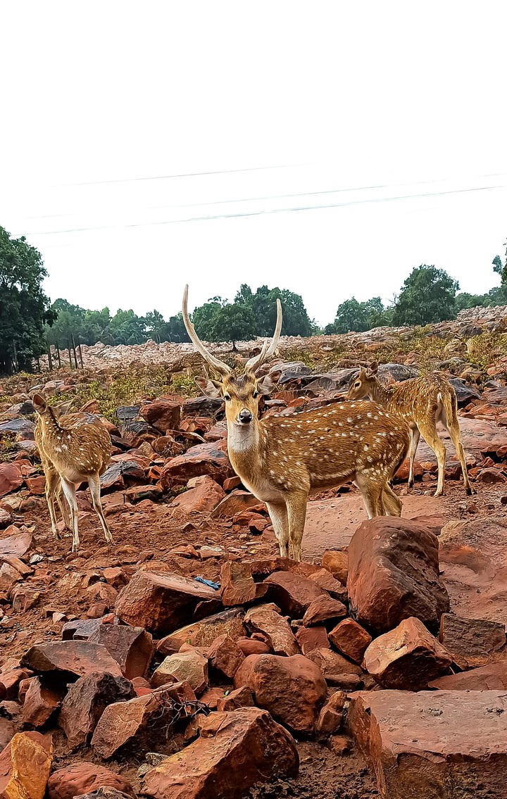 Deer