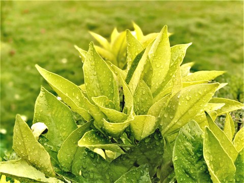 plant