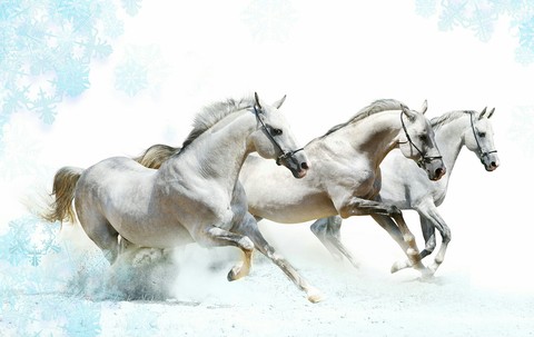 horses