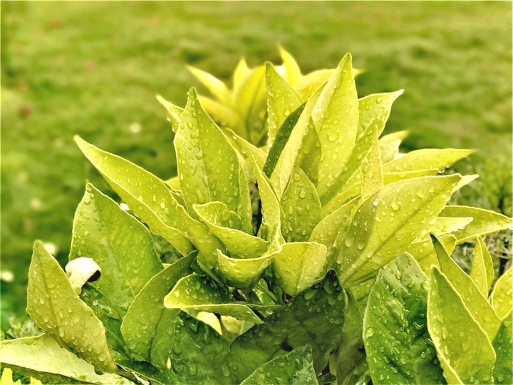 plant