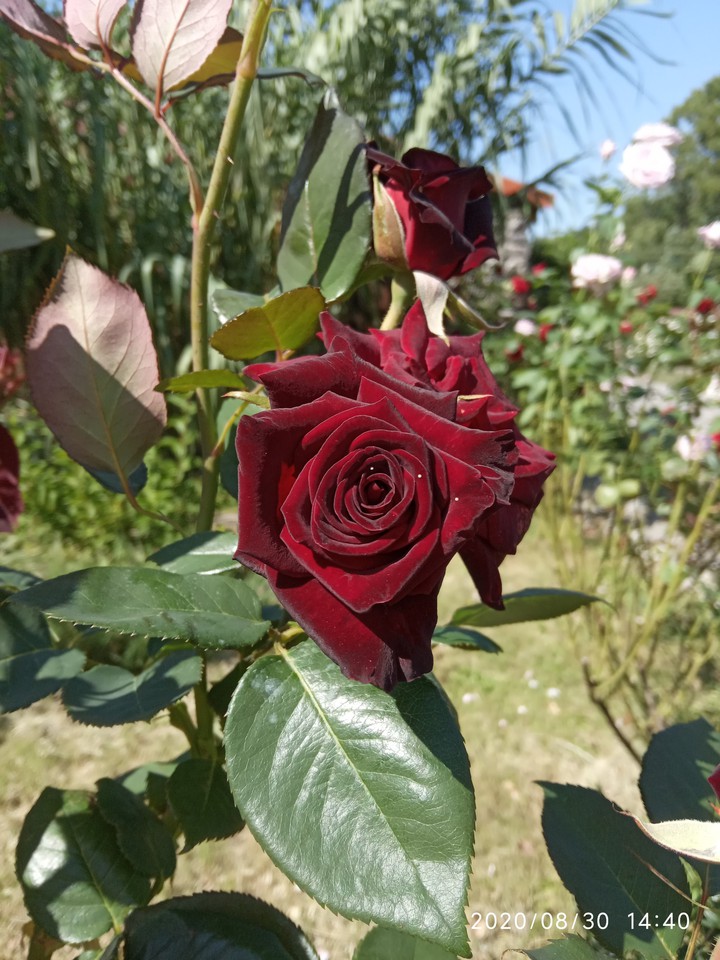 роза