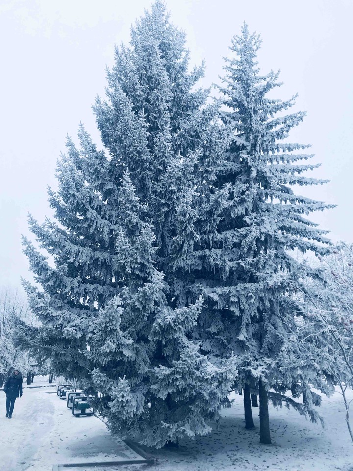 Winter trees