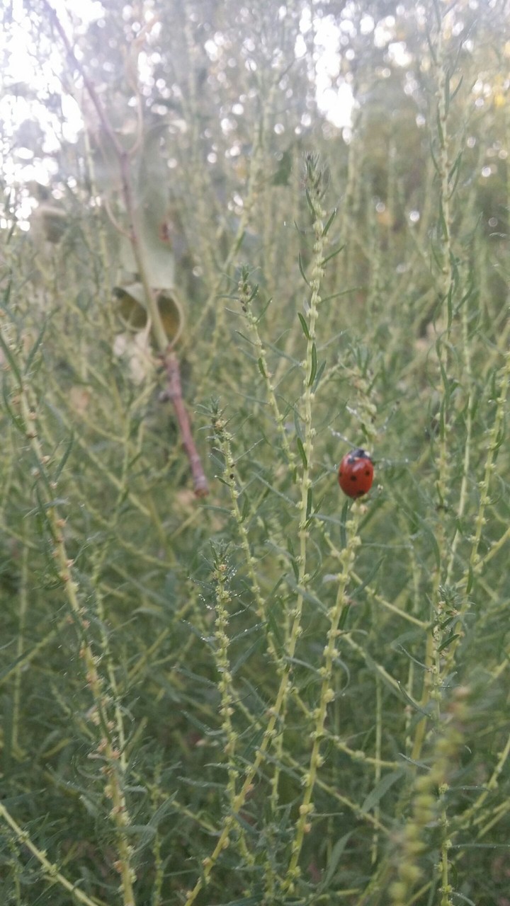 alone ladybird