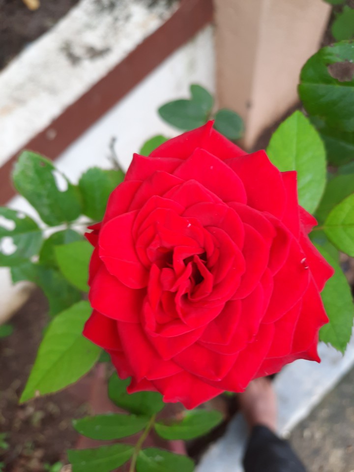 mobile click