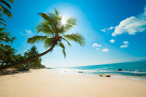 Palm trees on beach