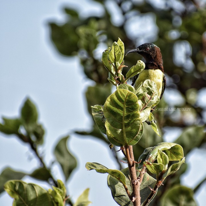 birdie