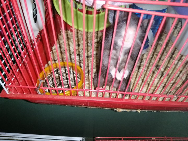 Noiresse the hams