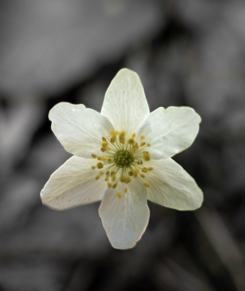 petal, rose壁纸