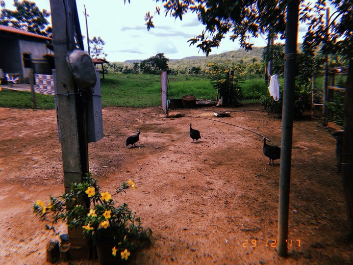 fazenda//farm