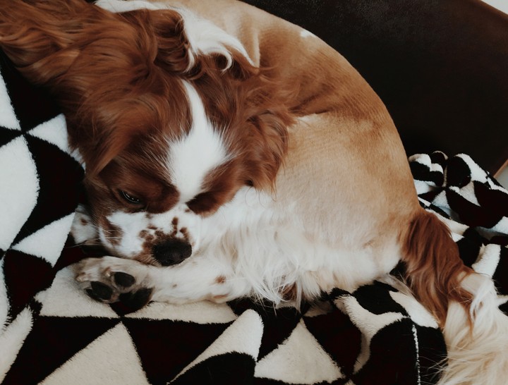 cavalier