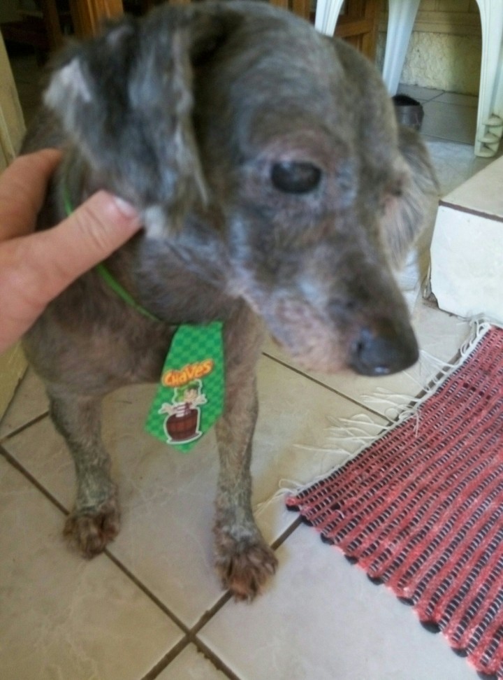 Max depois da Pet Shop.