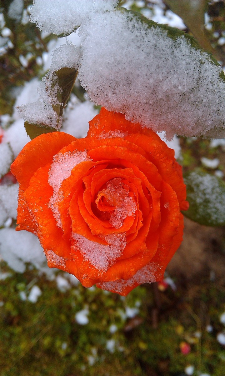 Orange rose