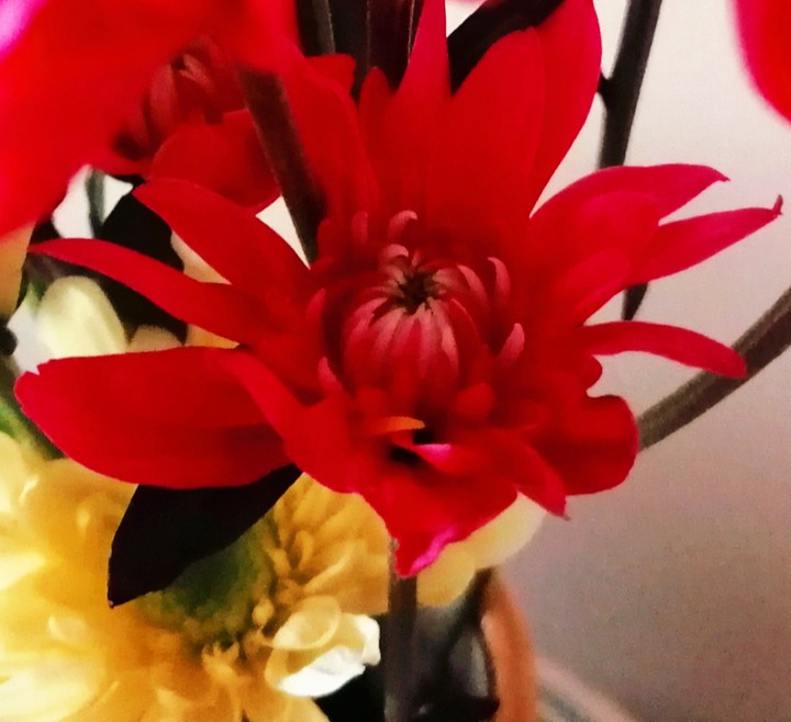 red flower
