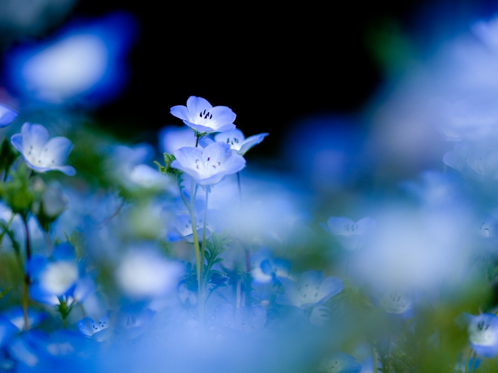 Beautiful flower from my frame.