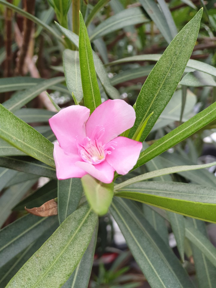 pink flower