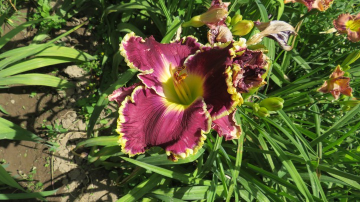 lily