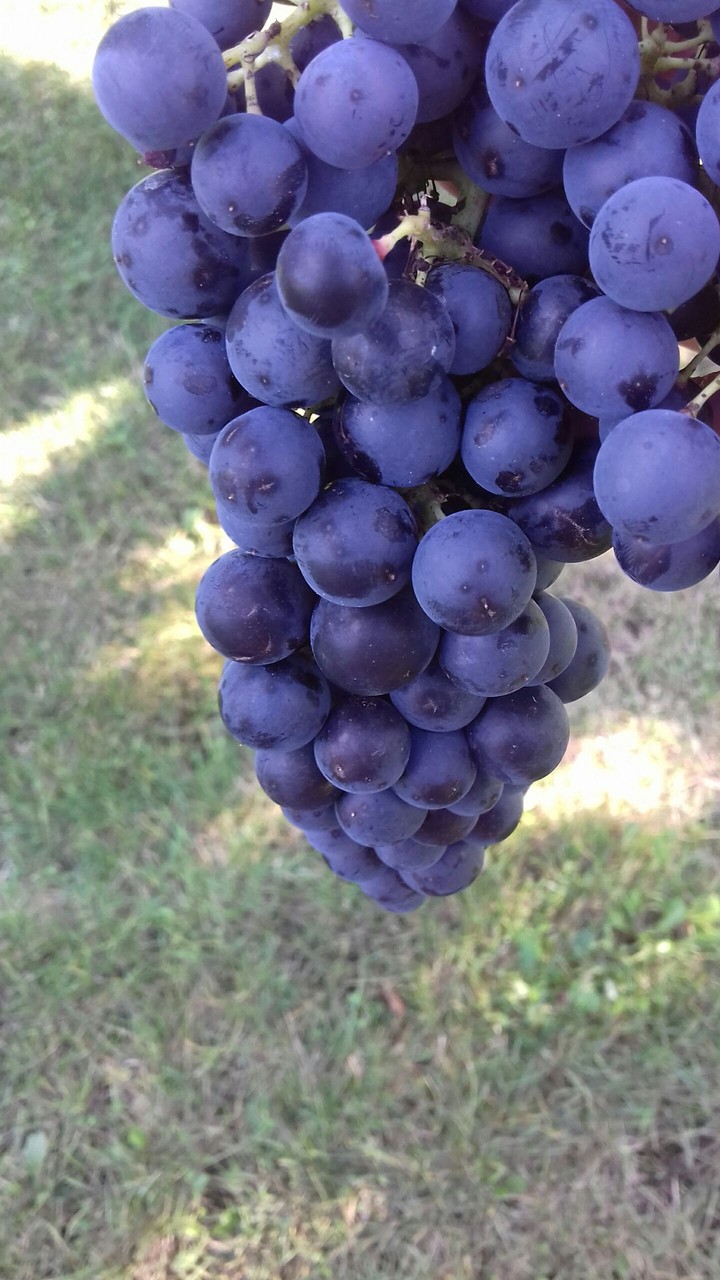 purple grape