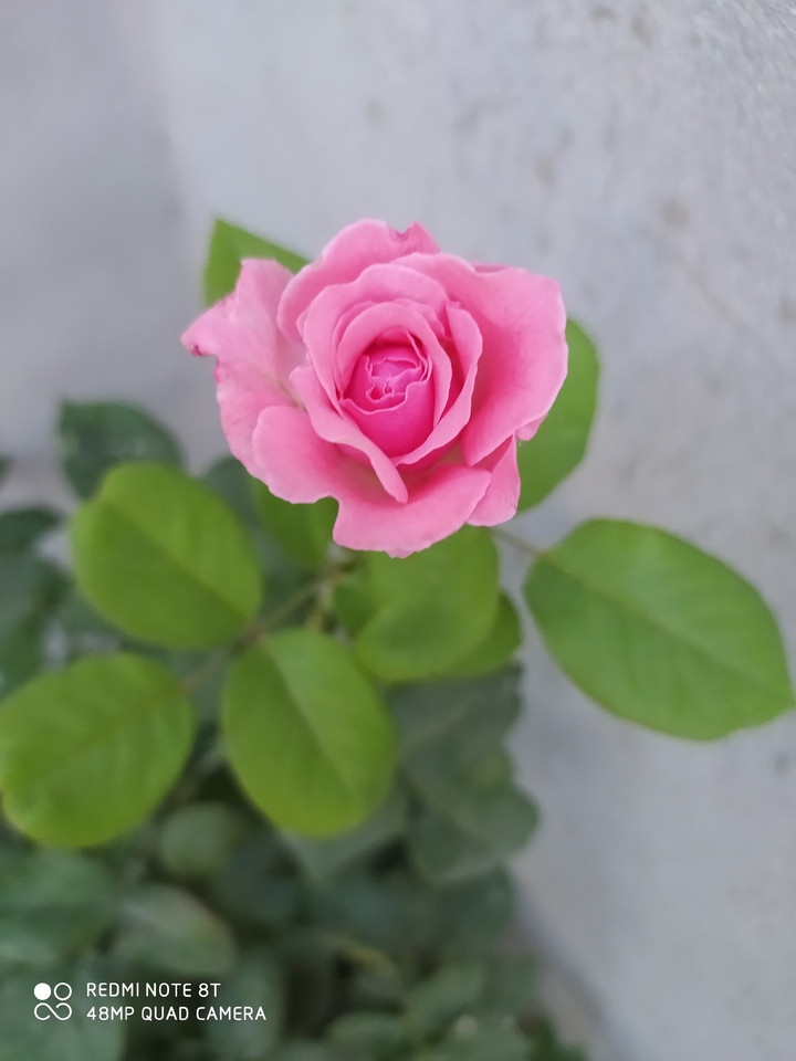 Gulab