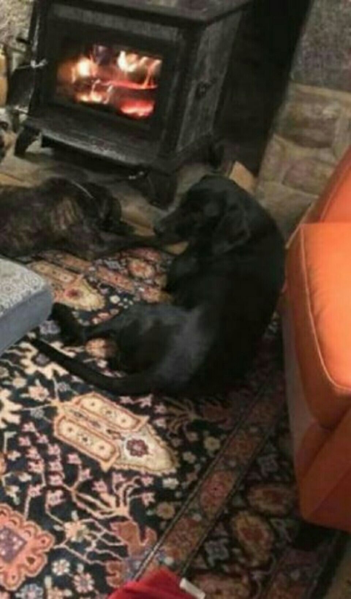 tacskó